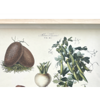 Grafika botaniczna - ikonografia warzyw ,,Les Plantes potageres" karta 26 z kolekcji Villmorin, Francja II pol. XIX w.